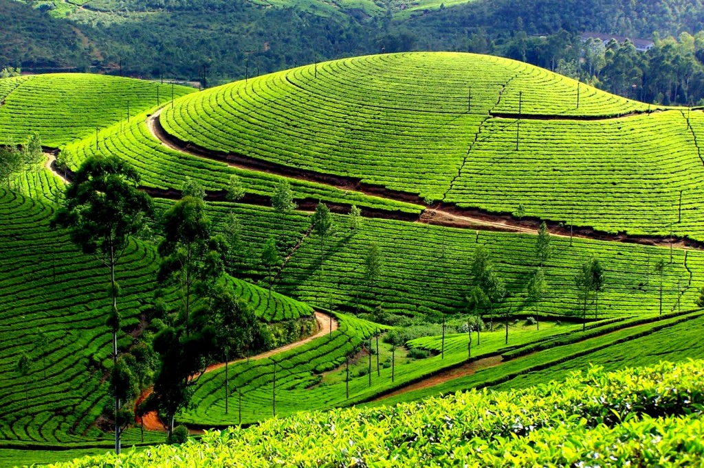 munnar - kerala